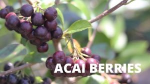 ACAI BERRIES GOOD FOR heart health