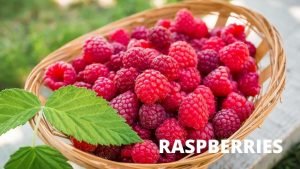 RASPBERRIES