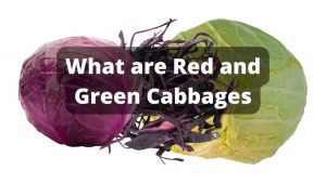 Red Cabbage vs. Green Cabbage